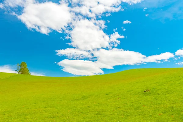 Φρέσκο Πράσινο Πεδίο Άνοιξη Στη Νέα Ζηλανδία Ένα Μπλε Ουρανό — Φωτογραφία Αρχείου