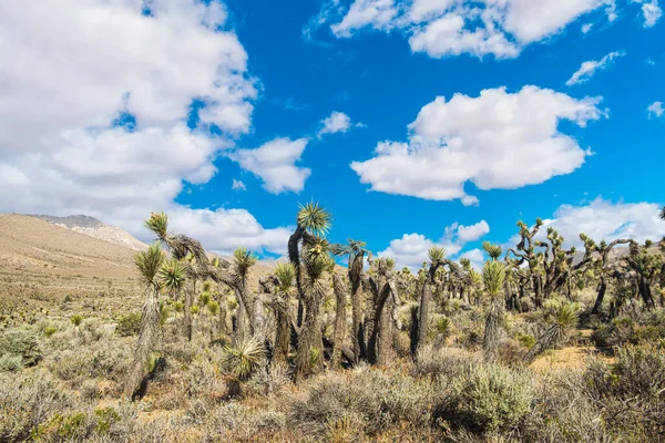 Många Joshua Träd Yucca Brevifolia Växer Den Kaliforniska Öknen Usa — Stockfoto