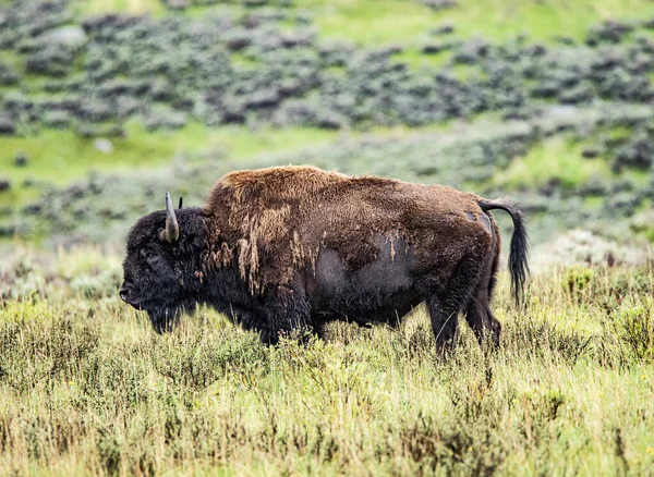 Ausgewachsene Büffelbullen Yellowstone National Park Wyoming Usa — Stockfoto