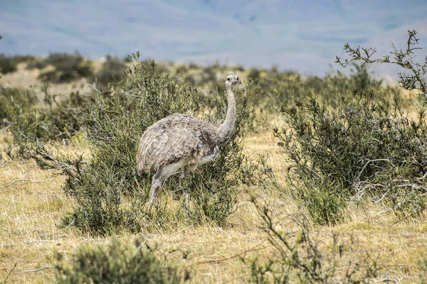 Maior Rhea Rhea Americana Nandu Avestruz Como Pássaro Voador Que — Fotografia de Stock