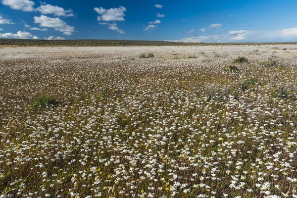 アルゼンチンのティエラ フエゴに白いデイジーの花が咲く草原 — ストック写真
