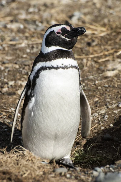 Pinguino Magellano Piedi Spheniscus Magellanicus Visto Una Costa Dell Isola — Foto Stock