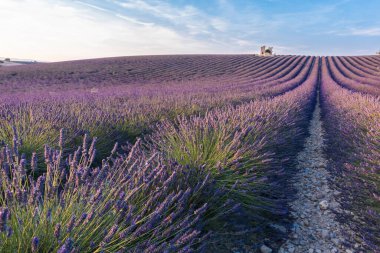 Valensole 'da dosyalanmış güzel bir mor lavanta sıraları. Provence, Fransa
