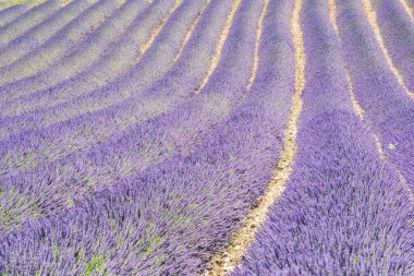 Provence, Fransa 'daki güzel bir lavantanın ayrıntıları 
