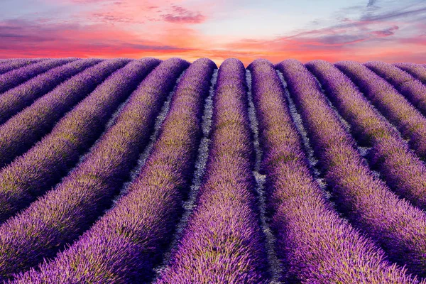 Sole Tramonta Una Bellissima Lavanda Viola Depositata Valensole Provence Francia — Foto Stock