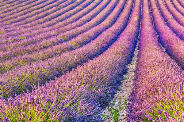 Detail Van Een Mooie Lavendel Provence Frankrijk — Stockfoto