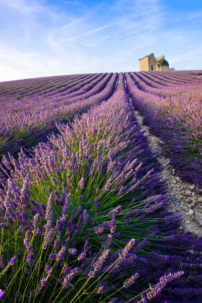 Linhas Uma Bela Lavanda Roxa Arquivado Valensole Provence França — Fotografia de Stock