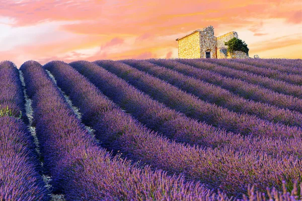 Zon Gaat Onder Boven Een Prachtige Paarse Lavendel Valensole Provence — Stockfoto
