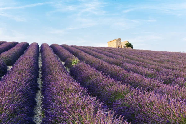 Řady Krásné Fialové Levandule Vyplněné Valensole Provence Francie — Stock fotografie