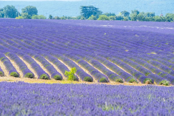Détail Une Belle Lavande Déposée Provence France — Photo