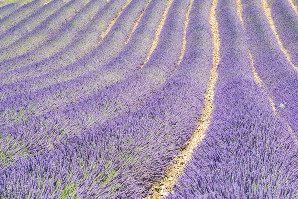 Detail Krásné Levandule Provence Francie — Stock fotografie