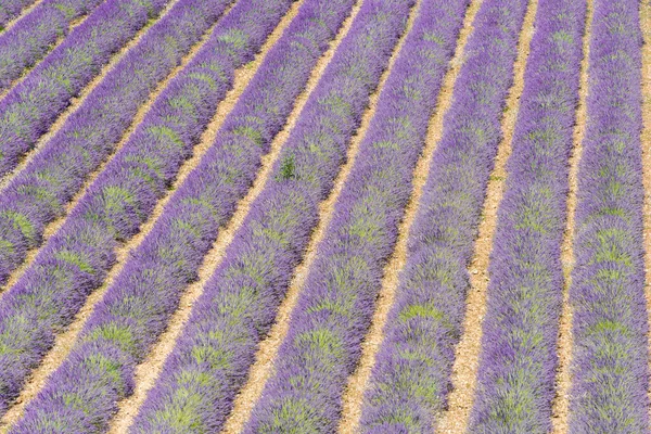 Detalhe Uma Bela Lavanda Arquivada Provence França — Fotografia de Stock