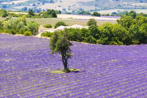 Schöner Lavendel Der Provence Mit Einem Einsamen Baum Frankreich — Stockfoto