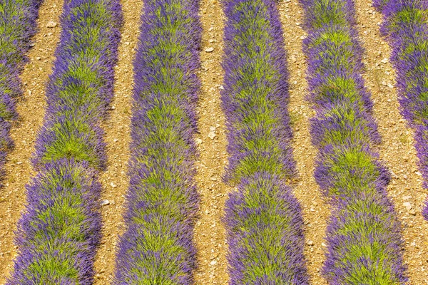 Detail Krásné Levandule Provence Francie — Stock fotografie