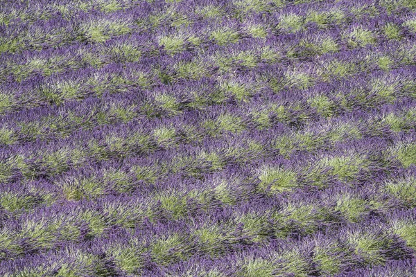 Detail Eines Wunderschönen Lavendels Der Provence Frankreich — Stockfoto
