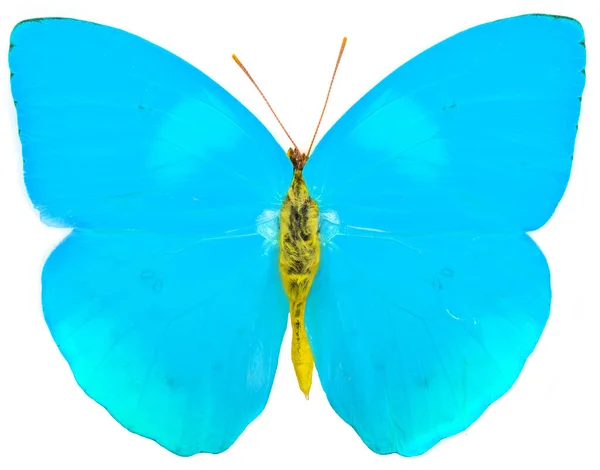 Mariposa Azul Aislada Blanco — Foto de Stock