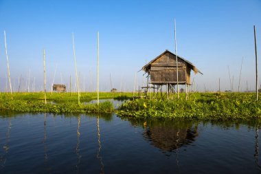 Yüzen salatalık ve Myanmar 'daki Inle Gölü' nde ahırı olan diğer sebze bahçeleri.