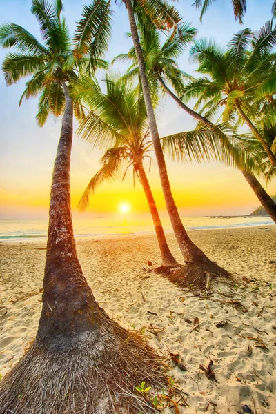 Belo Pôr Sol Sobre Mar Visto Através Coqueiros Praia Branca — Fotografia de Stock