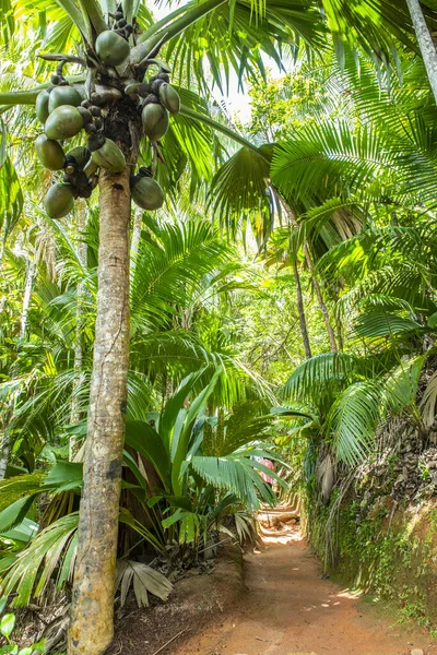 Seychelle Szigetek Híres Endémiás Kókuszdiói Coco Mer Lodoicea Maldivica Tenyéren — Stock Fotó