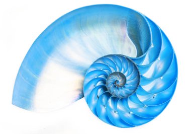 Bir odacığın detaylı mavi yarım kabuğu (Nautilus pompilius) güzel spiral desenler gösterir. Beyazda izole edilmiş