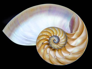 Odalı bir nautilus 'un (Nautilus pompilius) yarım kabuğunun detaylı fotoğrafı güzel spiral desenler gösterir. Siyah üzerine izole edilmiş.