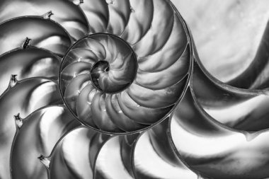 Odalı bir nautilus 'un (Nautilus pompilius) yarım ışık kabuğunun detaylı zıt tabaka fotoğrafı güzel spiral desenler gösterir. Siyah ve beyaz