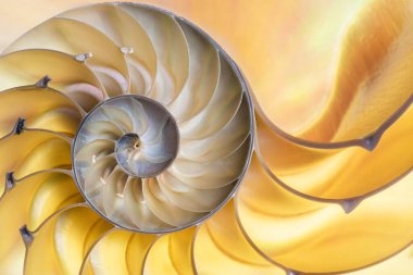 Odalı bir nautilus 'un (Nautilus pompilius) yarım ışıklandırılmış kabuğunun ayrıntılı fotoğrafı güzel spiral desenler gösteriyor.