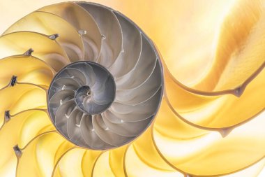 Odalı bir nautilus 'un (Nautilus pompilius) yarım ışıklandırılmış kabuğunun ayrıntılı fotoğrafı güzel spiral desenler gösteriyor.