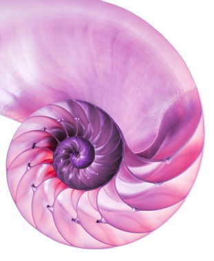 Odalı bir nautilusun detaylı pembe yarım kabuğu (Nautilus pompilius) güzel spiral desenler gösterir. Beyazda izole edilmiş