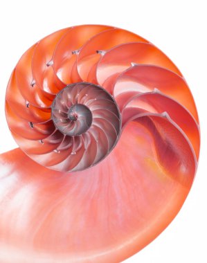 Odalı bir nautilusun (Nautilus pompilius) detaylı kırmızı yarım kabuğu güzel spiral desenler gösterir. Beyazda izole edilmiş
