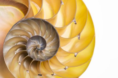 Odalı bir nautilus 'un (Nautilus pompilius) yarım ışıklandırılmış kabuğunun ayrıntılı fotoğrafı güzel spiral desenler gösterir. Beyazda izole edilmiş