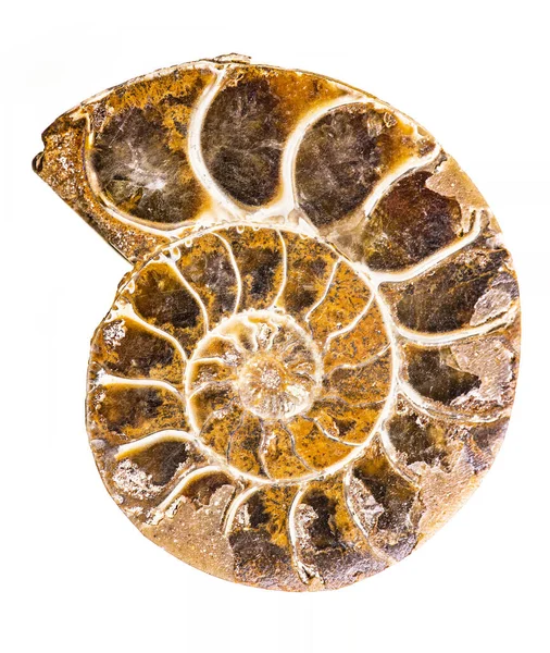 Ammonit Prehistorická Skořápka Jejíž Spirálovitá Skořápka Byla Zkamenělá Tuhý Minerál — Stock fotografie