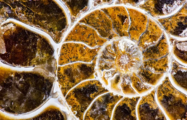 암모니아는 시대의 조개껍데기 동물인 큰부리새의 나선형 껍질이 광물로 화석화되었고 지금은 — 스톡 사진