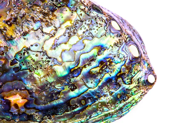 Macro Polished Paua Abalone Sea Shell Haliotis Iris New Zealand — Stock Photo, Image