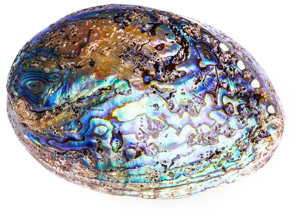 Leštěný Paua Abalone Mořské Mušle Haliotis Iris Nového Zélandu Křivky — Stock fotografie