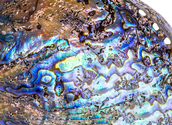 Concha Mar Paua Abalone Polido Íris Haliotis Nova Zelândia Curvas — Fotografia de Stock