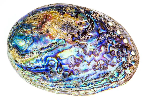 Leštěný Paua Abalone Mořské Mušle Haliotis Iris Nového Zélandu Křivky — Stock fotografie