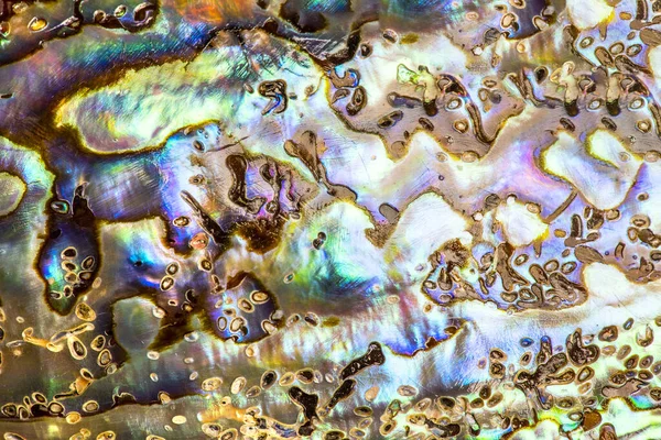 Macro Polished Paua Abalone Sea Shell Haliotis Iris New Zealand — Foto de Stock