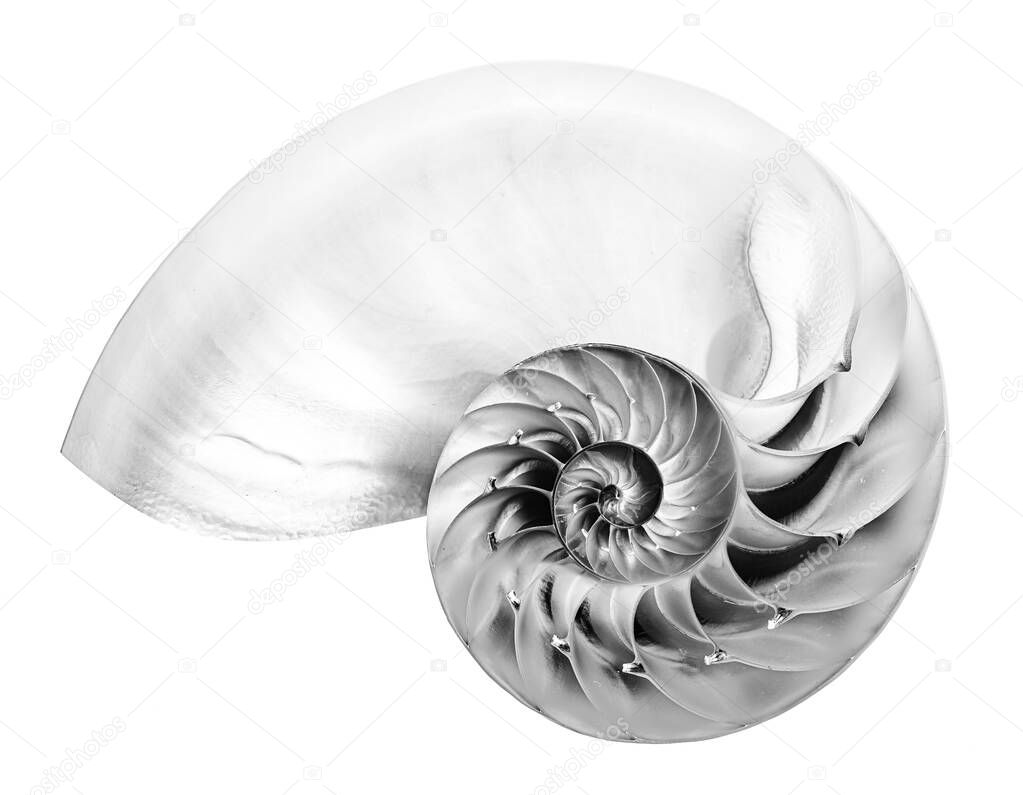 Detailed black and white photo of a halved shell of a chambered nautilus (Nautilus pompilius) shows beautiful spiral pattern. Isolated on white