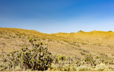 Birçok Joshua ağacı (yucca brevifolia) Kaliforniya çölünde yetişir, ABD. 