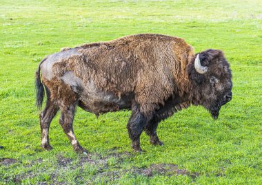 Yellowstone Ulusal Parkı 'ndaki Buffalo boğası, Wyoming, ABD 