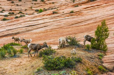 Bighorn koyunu (Ovis canadensis canadensis) Zion Ulusal Parkı, Utah, ABD 'de bir sürü.