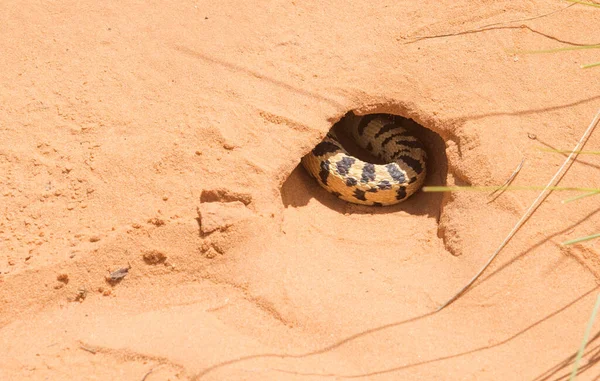 Отруйна Тихоокеанська Гафер Змія Pituophis Catenifer Catenifer Прихована Норі Національному — стокове фото