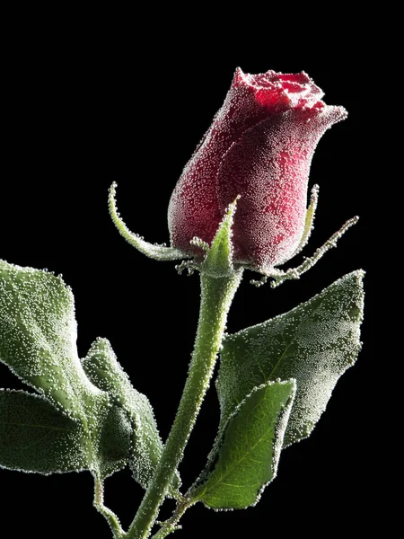 Red Rose Black Background Water — Stock Photo, Image