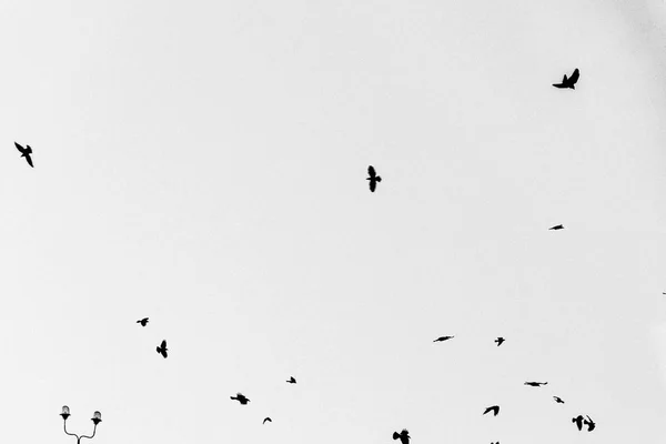 Птицы Сером Фоне — стоковое фото