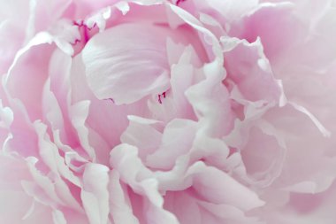 Güzel çiçek arka plan pembe şakayık, yakın çekim parçası