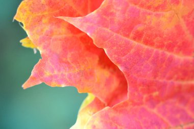 Turuncu akçaağaç yaprağı yeşil arka plan üzerinde. Sonbahar konsepti.