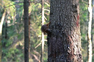 Sevimli sincap ağaçta oturuyor