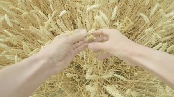 Prospettiva Personale Agricoltore Caucasico Mezza Età Che Esamina Suo Campo — Video Stock