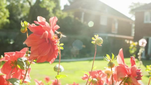 Retraité Homme Caucasien Aîné Jardinage — Video